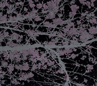 MASK 『桜(CD+DVD)』(JSMKM-018A＆B)